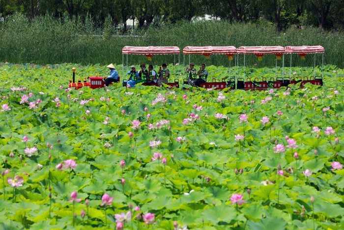 游客乘坐小火车在水川湿地公园游玩。新华社记者 郭刚 摄