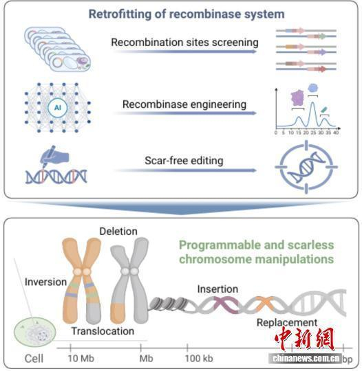 本项研究PCE系统的开发和精准染色体编辑示意图。中国科学院遗传发育所 供图