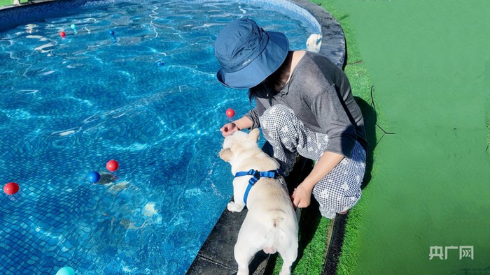 宠物主人带着法斗“肚脐眼儿”在泳池边玩耍（央广网记者  刘晓祺  摄）