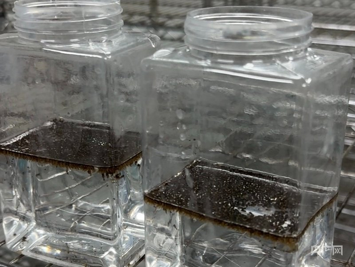 定量分装的不育蚊雄蛹（央广网发  实习记者向俞宣  摄）