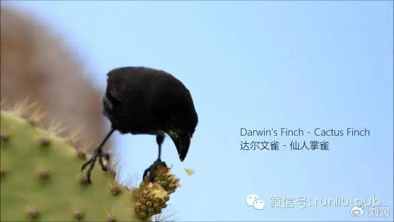 （在加拉帕戈斯群岛的13个小岛上，因为食物不同，这种雀鸟，最终进化出喙部不同的13个品种）