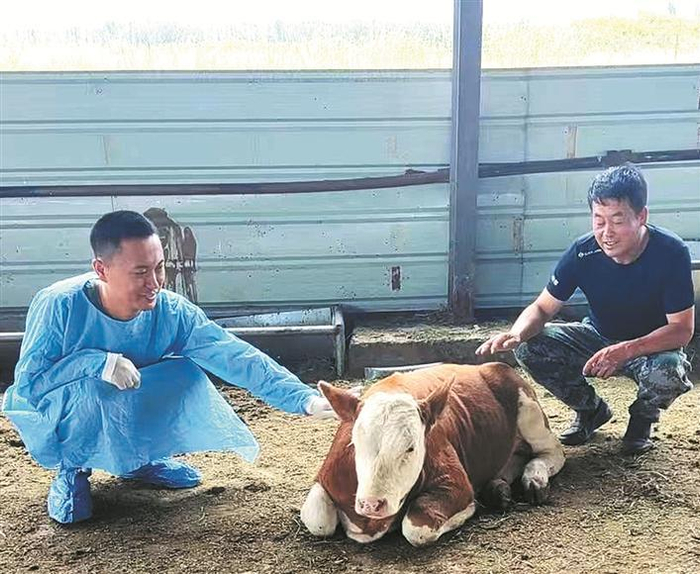     7月30日，苏政（左）查看牛犊生长情况。    兵团日报常驻记者  苟汇敏  通讯员  胡斐   摄