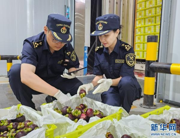 勐腊海关关员在磨憨铁路口岸对进口山竹进行监管查验（7月31日摄）。新华网发（周炜 摄）