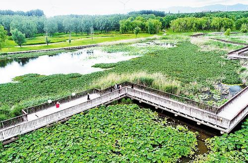     7月16日，游客在怀来县官厅水库国家湿地公园里赏荷。耿 俊摄