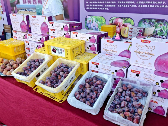 图为伽师新梅。赵雨欣摄