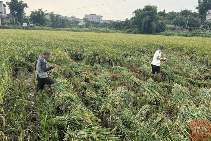 测量实收面积。周梦颖摄