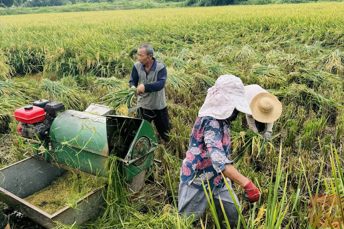 村民在攻关片里收割水稻。周梦颖摄