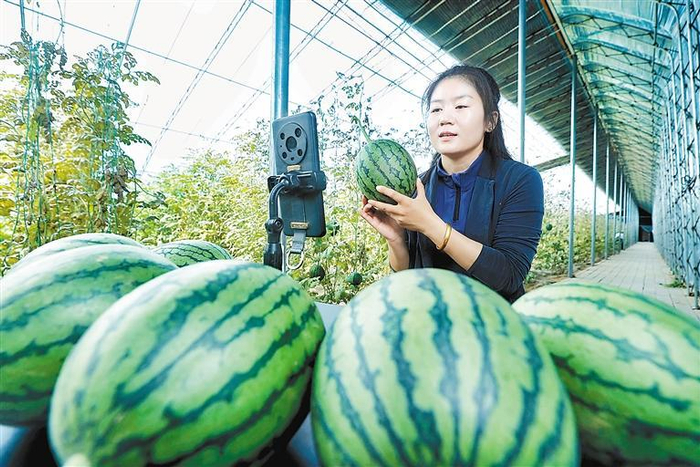    ▲固安县立志家庭农场果蔬基地吊瓜棚内，工作人员向网友推介新鲜果蔬。    本报记者 陈童 摄