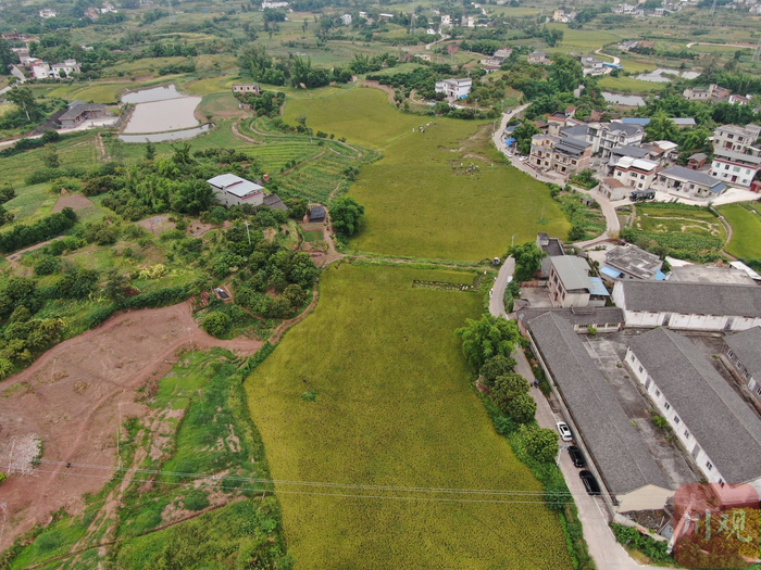 航拍泸县2025年中稻再生稻百亩超高产攻关片。杜雨芸摄