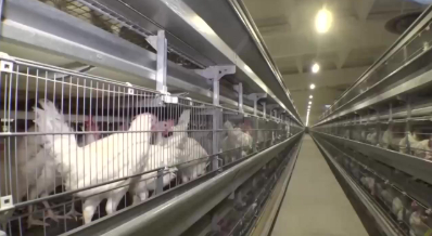 图片来源：央视网