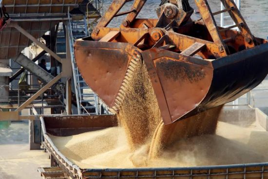 从澳大利亚进口的啤酒大麦。图/视觉中国