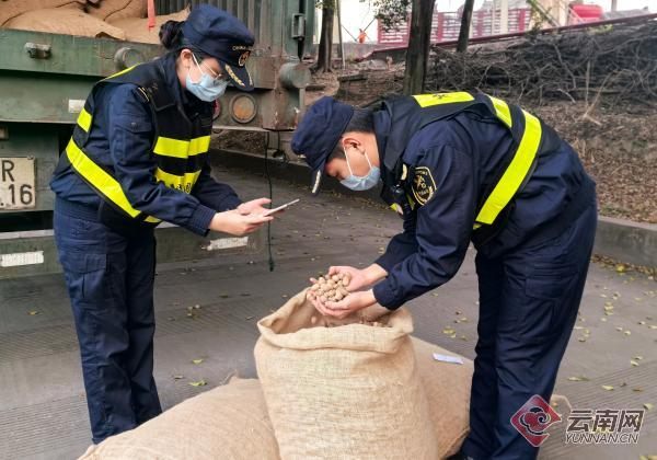 海关关员在河口公路口岸对进口食品用肉豆蔻开展查验 熊跃玲 摄