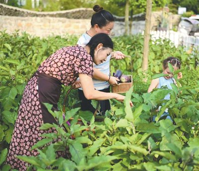 　　四川绵阳桂家湾乡村印象农旅基地内，游客正在体验采摘。黄耀诚摄