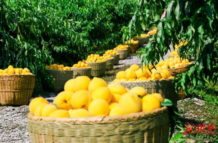 炎陵黄桃。