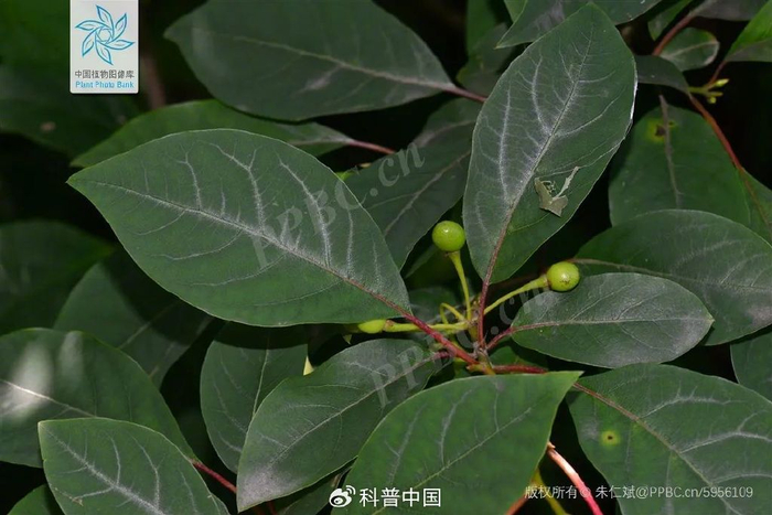 木姜子。图片来源于中国植物图像库