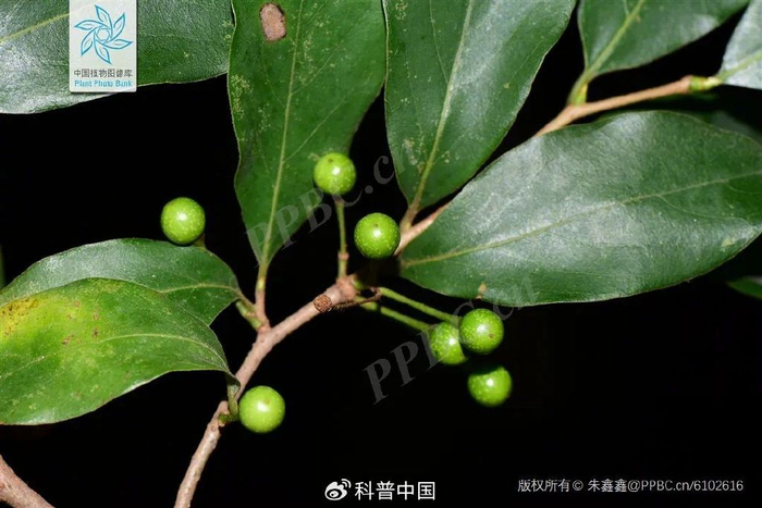山胡椒，图片来源于中国植物图像库