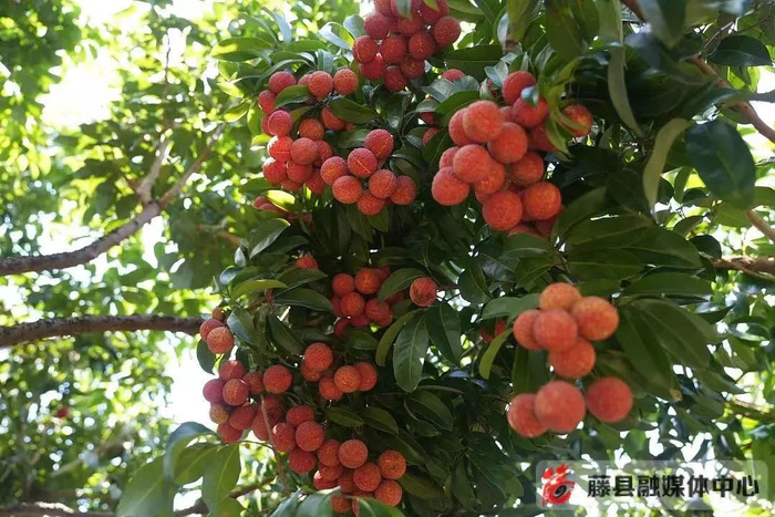 藤县江口荔枝缀满枝头。图片来源：藤县融媒