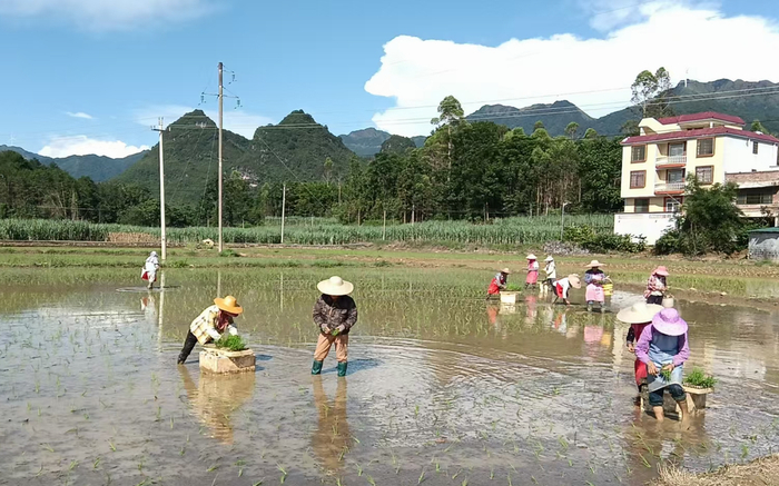 图为烟农在田间插秧。（朱芳雨 摄）
