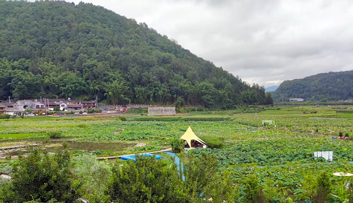 荷塘飘香（8月5日摄）。新华网发（韩文萍 摄）