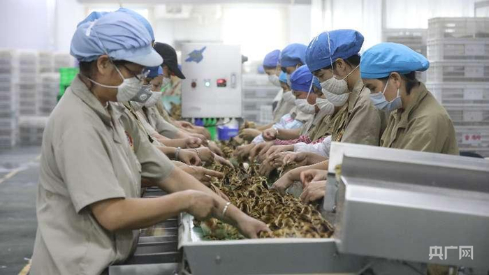 清远鸡种苗孵化车间，带动周边农户就业（央广网发 受访者供图）