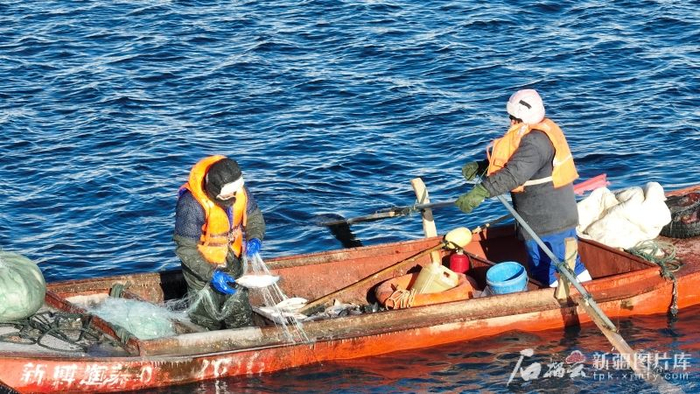 新疆赛湖渔业科技开发有限公司在赛里木湖捕捞高白鲑鱼。（资料图）徐启帆摄