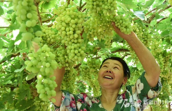 进入7月后，吐鲁番的葡萄陆续成熟，种植户在采摘成熟的葡萄。刘健摄