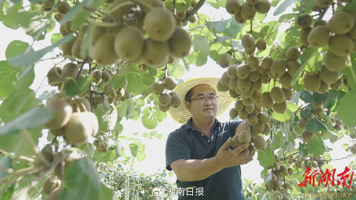 周家村果园，猕猴桃丰收在望。夏云锋 摄