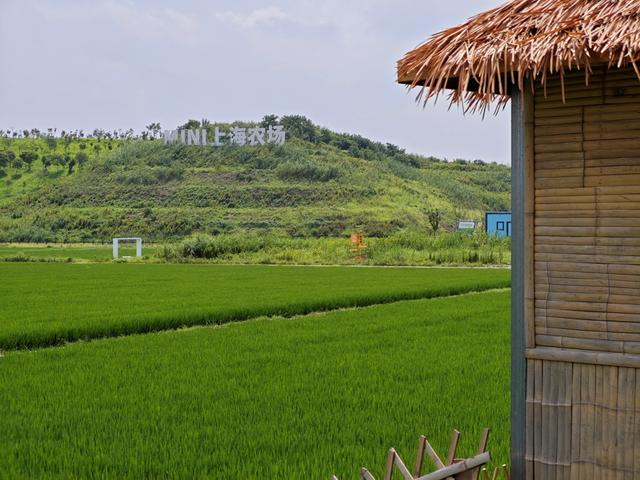 沥江生态园的稻田和“小山”。 吴越摄