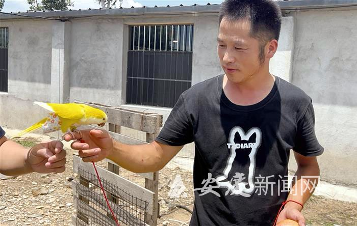 　　袁强和他最宠爱的鹦鹉“芒果”。全媒体记者 查灿华 摄
