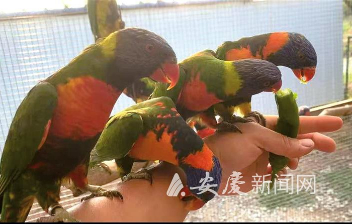 　　爱吃辣椒的小鹦鹉。 全媒体记者 查灿华 摄