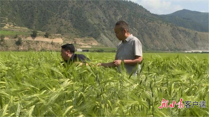 科技人员现场查看农作物生长状况。（图片由甘南州科技局提供）