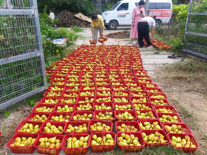 在九谷仙人种植基地，刚采摘的无花果被整齐地码放在红色筐中，正静候装车发往各大商场。杜冠甲摄