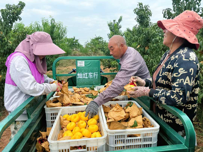 白庙乡大郭庄村睿合果木种植专业合作社的果园里，果农们正将刚采摘的黄桃小心装入筐中，脸上满是收获的喜悦。杜冠甲摄