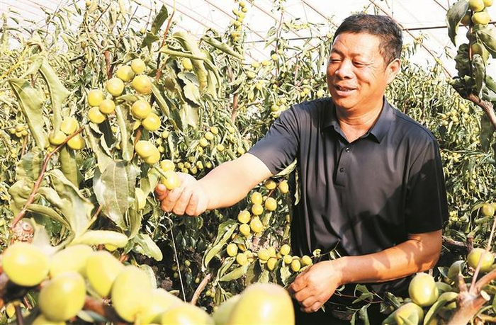 8月3日，十三师黄田农场五连设施大棚内，种植户在采摘冬枣。 兵团日报全媒体记者 赵宝山 通讯员 张国锋 摄