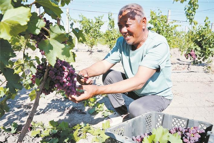 7月14日，八师一五○团十六连特色农业种植基地内，种植户张志光在采摘葡萄。 吕虹雨 摄