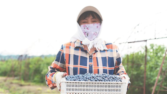     蓝莓丰收。