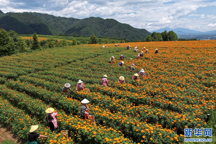 8月7日，在云南省腾冲市固东镇，花农采摘万寿菊（无人机照片）。新华网发（龚祖金 摄）