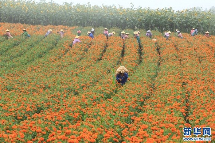 8月6日，在云南省腾冲市明光镇凤凰山，花农们采摘万寿菊。新华网发（龚祖金 摄）