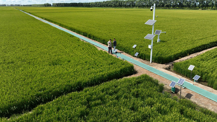 带有智能闸门的水稻田