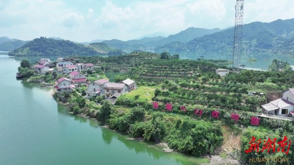 安化县南金乡宝塔山村橘园。