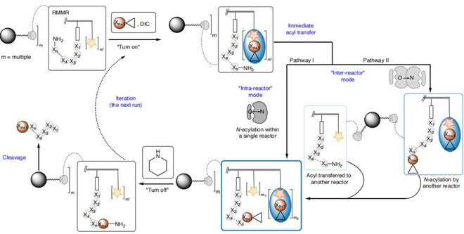 （来源：Nature Chemistry）