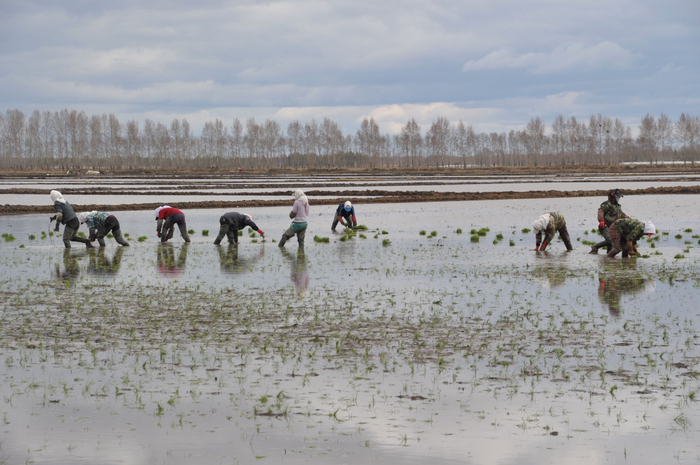 当年人工插秧时的场景