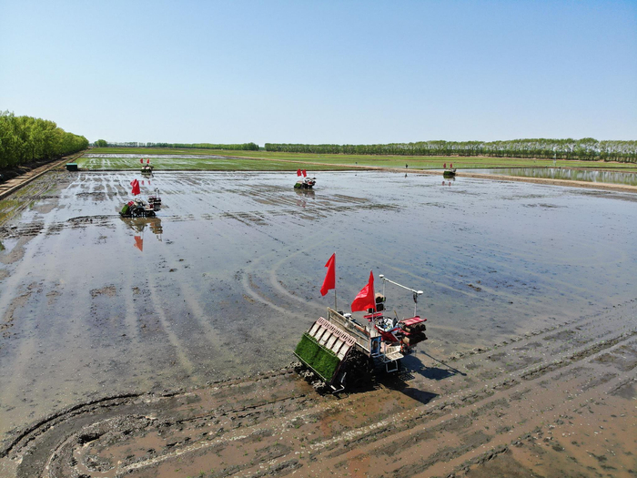 无人插秧机作业