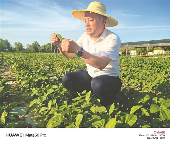 胡喜平在田间查看大豆生长情况。