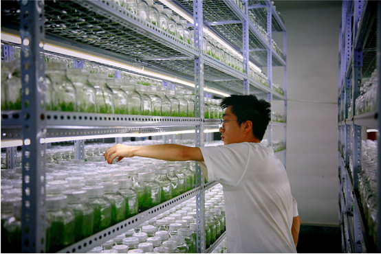图为技术人员正对已接种至营养液瓶中的组培苗进行品质鉴别。（资料图，曲靖市委宣传部供图）