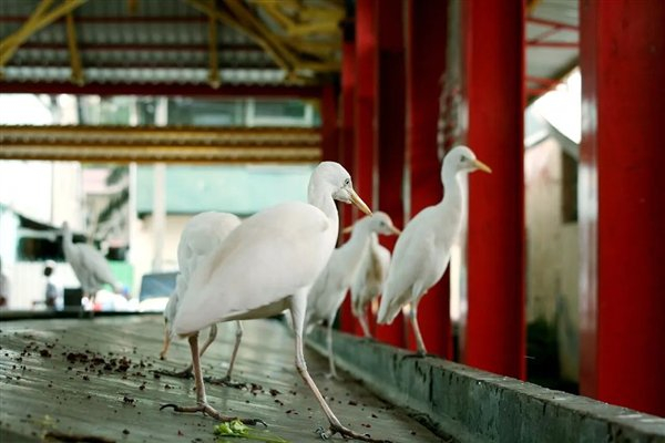 △ 在塞舌尔维多利亚的牛背鹭等在鱼市旁等待残羹剩饭，©Marion Schneider