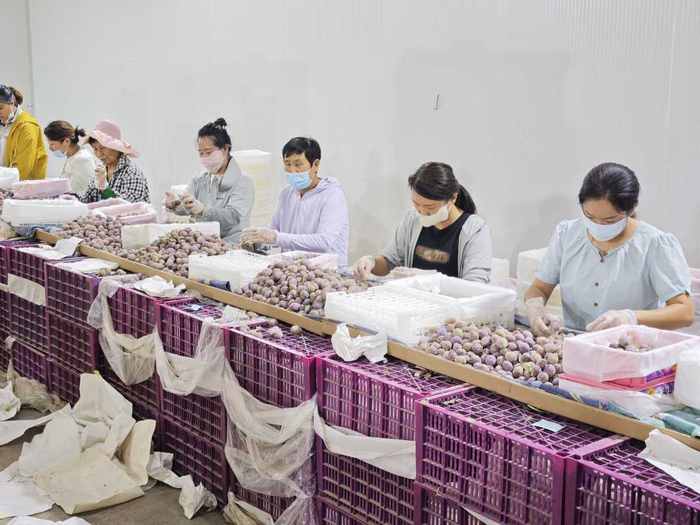 粤伽新梅国家现代农业产业园，工人正在分拣新梅。本报记者王明昊摄