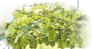 三都水晶葡萄。 贵州日报天眼新闻记者 何广 摄