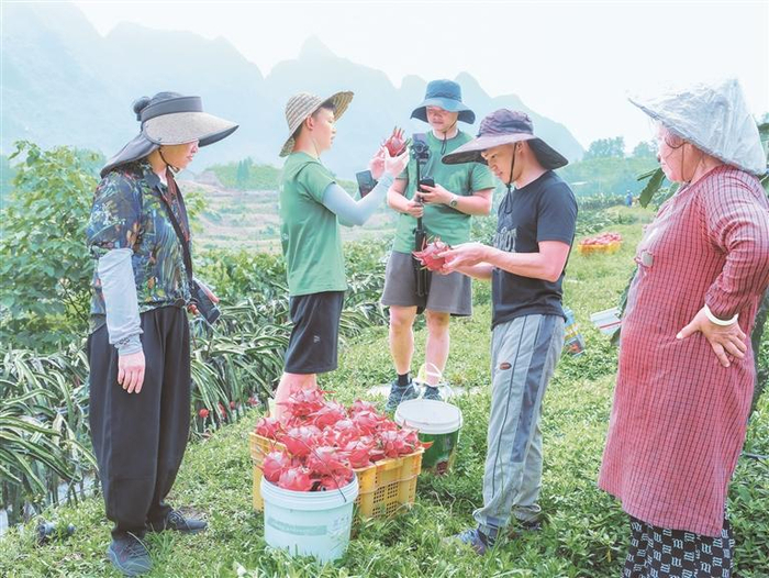 主播直播火龙果。通讯员 董峰应 摄