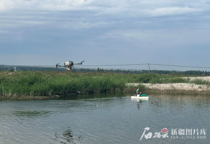 　　“空中投喂+水下养殖”的立体场景。石榴云/新疆日报记者 宋卫国摄